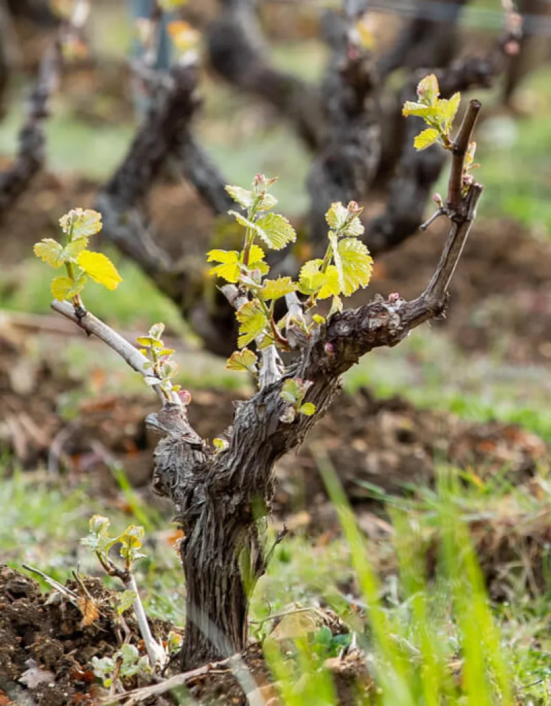 Chenin blanc der Domaine Champalou in Vouvray.