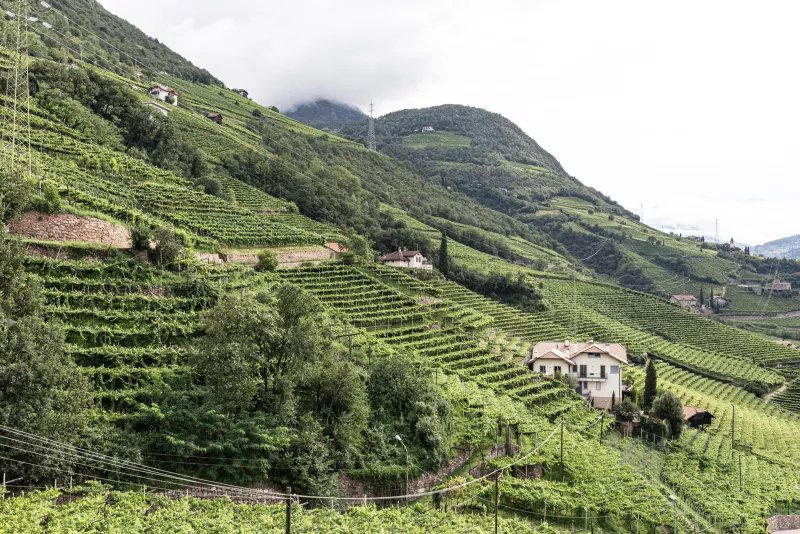 Weinberge in St. Magdalena