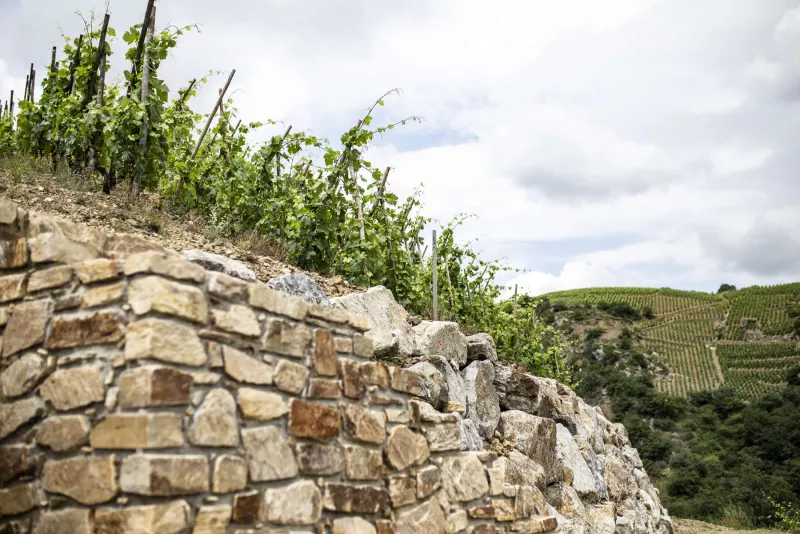 Die Heimat des Syrah: nördliche Rhône