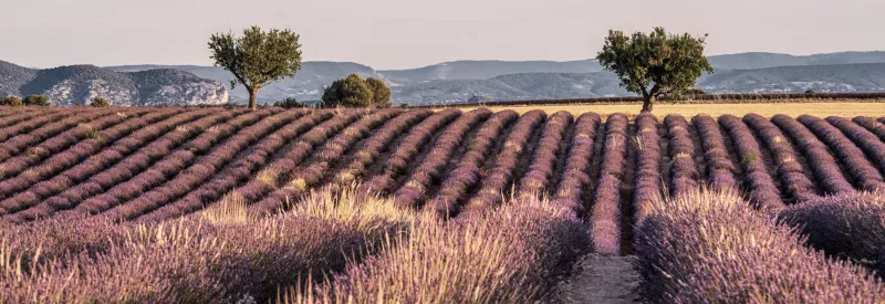 Frankreich, der Lavendel in der Provence, Käse und Wein lassen sich kaum trennen