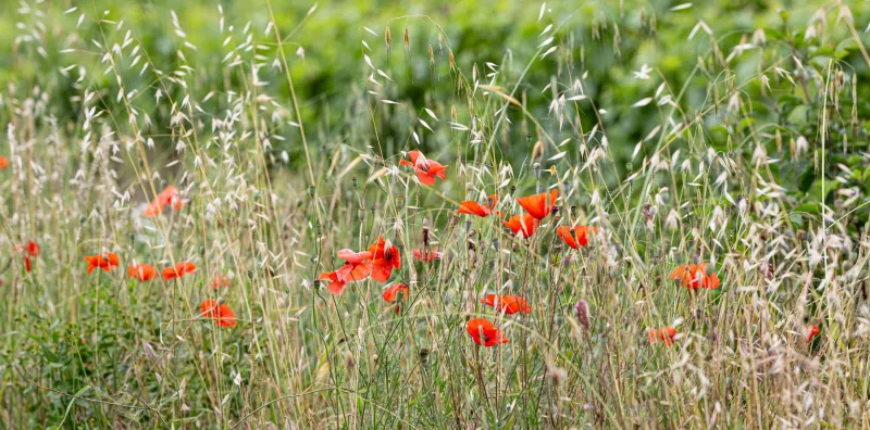 Mohn, Gras und Reben in einem gesunden Weinberg an der Rhône