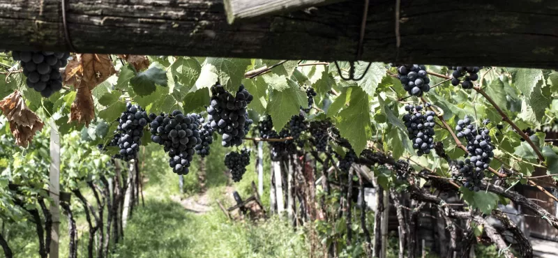 Typische Reben - Erziehung in Südtiroler Weinbergen