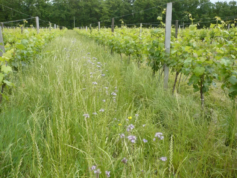 Biologisch und biodynamisch: die Reben stehen auf intakter Natur.