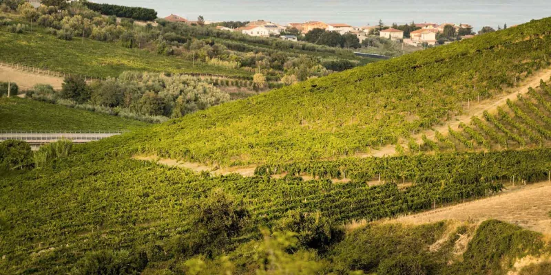 Biologischer Wein aus den Abruzzen