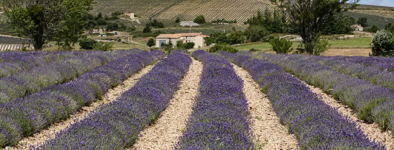 Weine der südlichen Rhône - kräftige Rotweine und elegante Weißweine. Und die frischen Rosé der Rhône