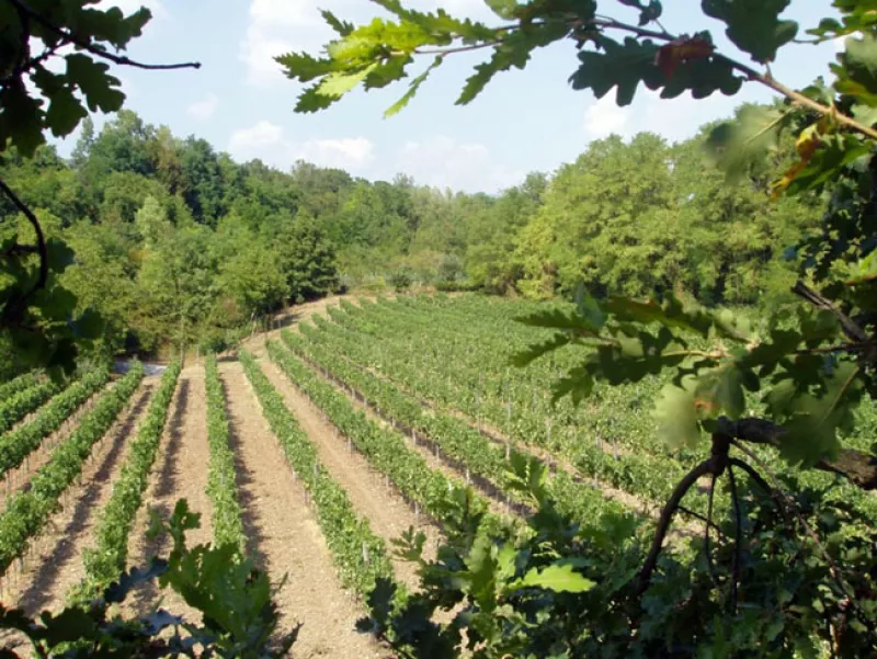 Weinberge von Emilio Bulfon