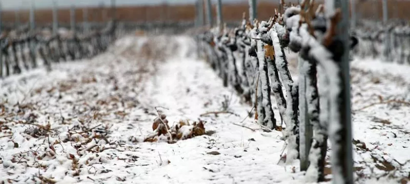 Die Reben von Giribaldi in der Winterruhe der Natur