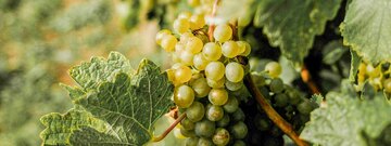 Weiße Traube an der Rebe