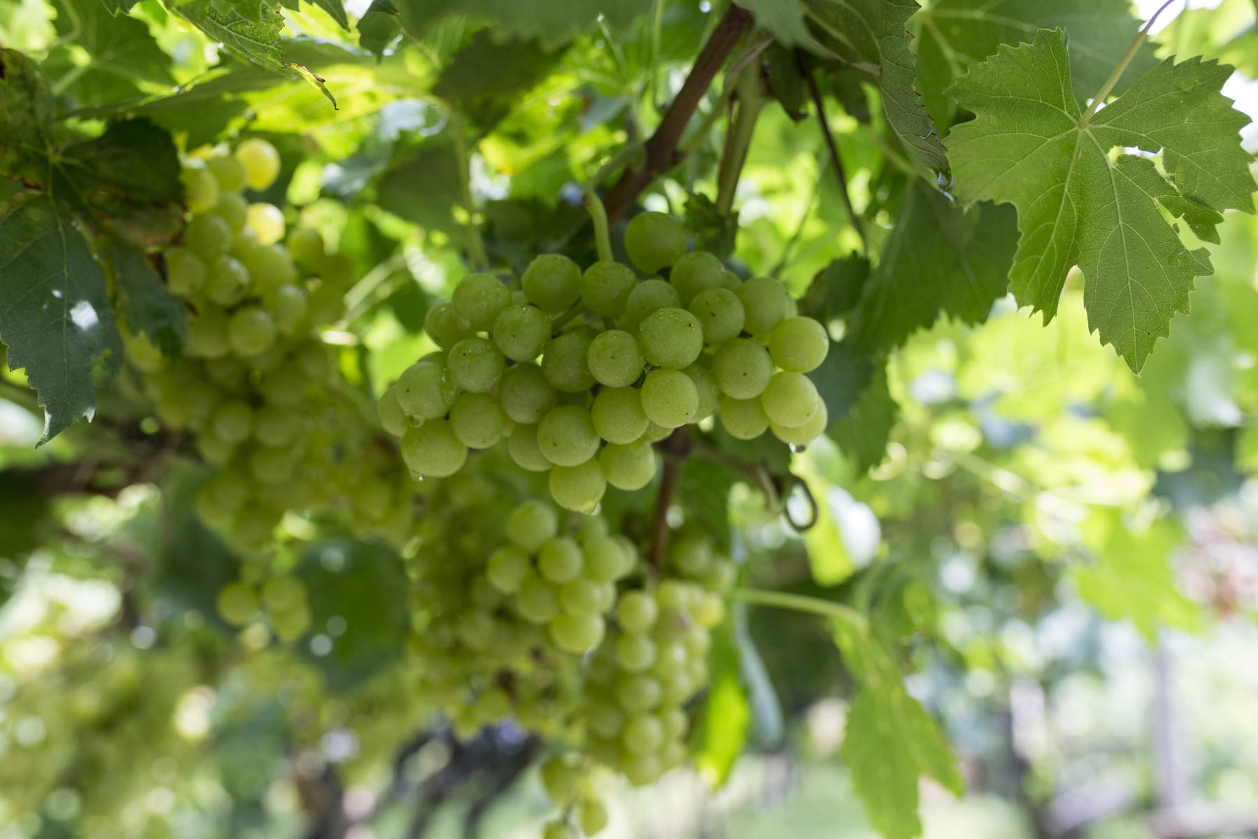 Chardonnay ist eine gutmütige Sorte - von mineralisch bis holzüberladen ist alles zu haben