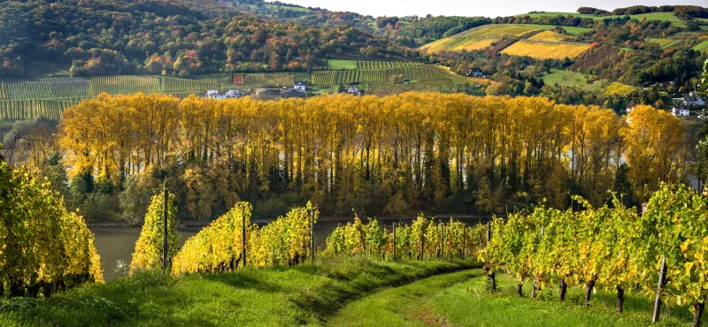 Pinot Noir Lage bei Lorch im [[reg || Rheingau]]