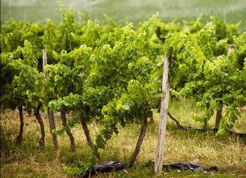 Reben mit einem gesunden Untergrund im Duras