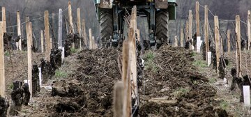 Frisch gepflügter Weinberg mit Reben und Traktor