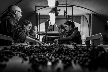 Die Sortierung der Trauben vor der Gärung ist einer der wichtigen Schritte, um die Qualität der Weine der Domaine Pellé zu erreichen.