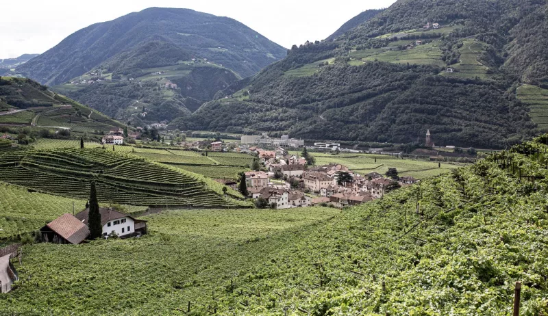 Der Weinberg vom [[win || Untermoserhof]] in St. Magdalena oberhalb von Bozen