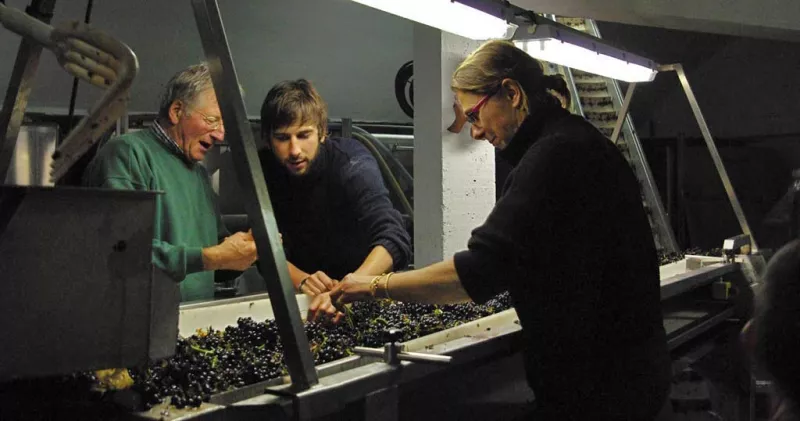 Familie Pellé sortiert die Pinot Noir Trauben im hellen Licht