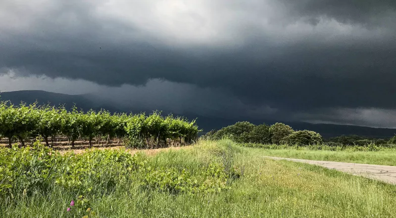 Die Reben stehen am [[reg || ventoux || Mont Ventoux]] in der Sonne, am Berg gibt es ein schweres Gewitter