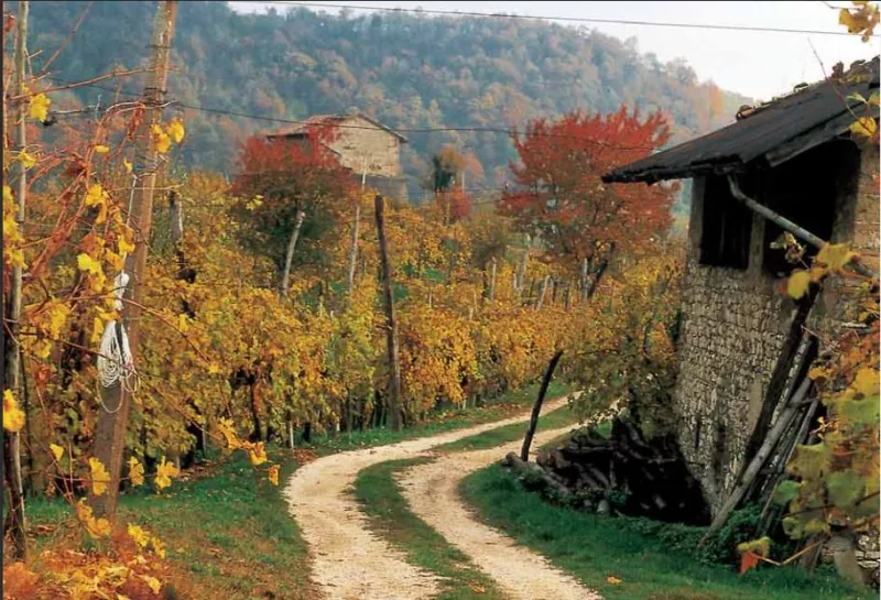 Steile Weinberge im Veneto: guter Prosecco wird erzeugt