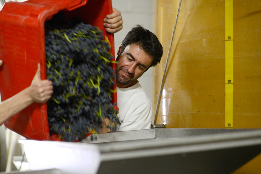 Trauben werden im Weinkeller von Les Eminades sortiert vor der Verarbeitung