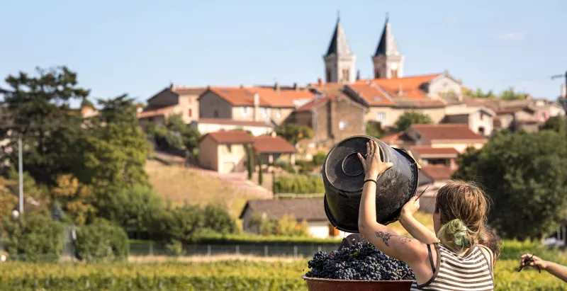 Viel Handarbeit wird für die Weine im Beaujolais aufgewandt. Gamay kann nur von Hand gelesen werden.