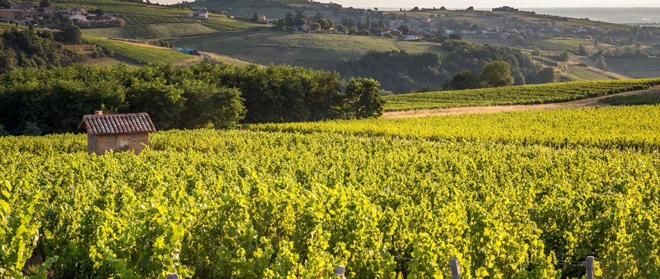 Weinprobe in der Domaine de Thulon 