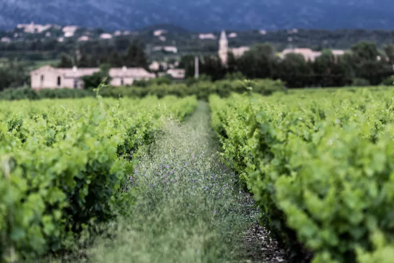 Weinberge sind in die Umgebung eingebunden, wenn guter Wein darauf entstehen soll