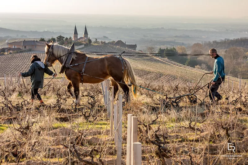 Arbeit mit dem Pferd auf dem Weinberg der Familie [[win || Renard]] im [[reg || Beaujolais]]