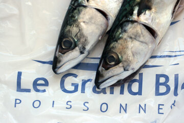 Makrelen aus dem Fischgeschäft in der Provence