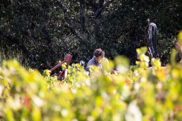 Mann auf einem Trecker im Weinberg