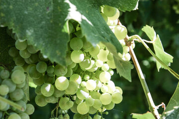 Pecorino ist eine alte Traubensorte aus den Marken