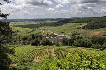 Weinberge von Pernand Vergelesses Richtung Beaune. Gut zu erkennen die [[reg || napoleonische-erbteilung || Zersplitterung der Weinberge]]