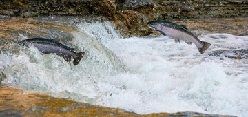 Lachse springen einen Wasserfall hinauf