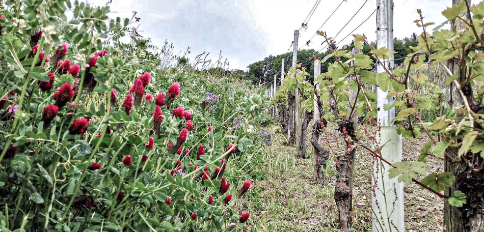 Natürlicher Weinberg auf dem Weingut [[win || weinbau-bastgen || Bastgen]]