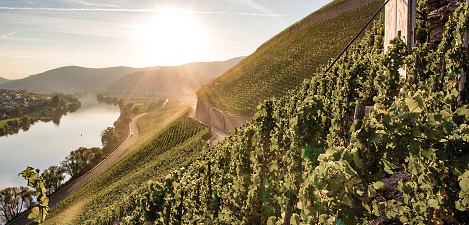 Weinberge bei Bernkastel-Kues an der Mosel