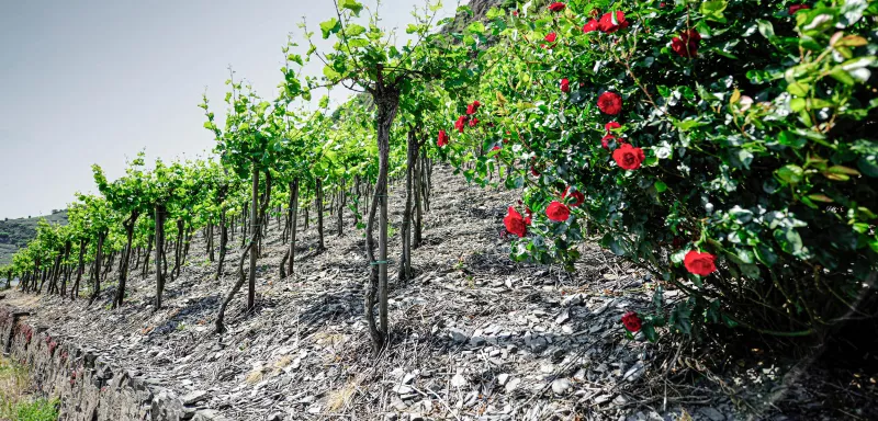 Zander, mariniert und hauchdünn. Ein Klassiker für einen Riesling