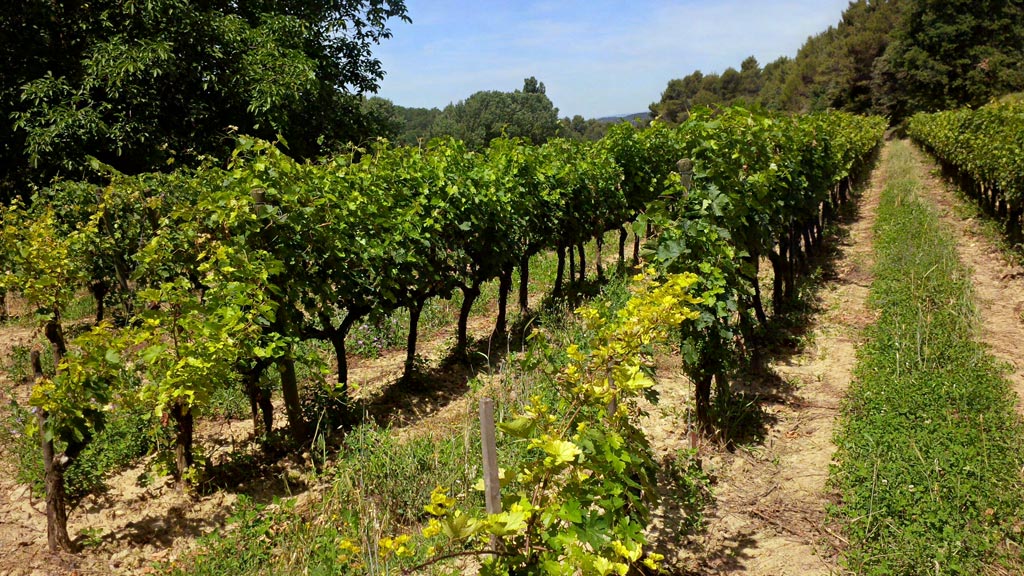 Gemischte Bepflanzung verbessert den Wein. Die Reben sind gesünder, der Wein wird harmonischer.