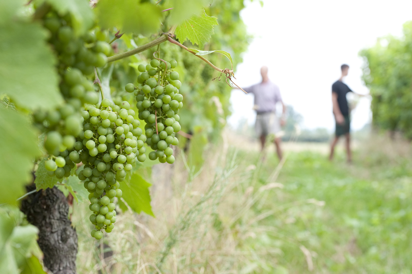 Seit Jahrhunderten wird in der Region westlich von Turin Wein angebaut.