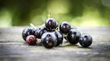 Schwarze Johannisbeeren auf einem Holzbrett