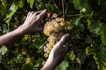Schuppen im [[lex || Weinberg]] von Bival, dem Prosecco Weingut bei Guia di Valdobbiadene