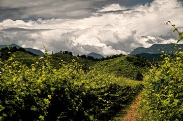 Viel Handarbeit im Weinberg ist die Voraussetzung für ausdrucksvollen Prosecco