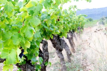 La Clape liegt im [[reg || Languedoc]] direkt am Meer. Wind und Feuchtigkeit bieten den Reben ideale Bedingungen