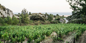 Die Weinberge von La Clape stehen auf der Ebene, die 200 Meter tief zum Meer hin abfällt