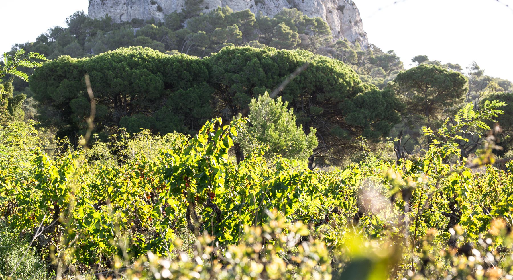 La Clape Weine stammen aus einer sehr kleinen Appellation im Languedoc. Sie sind kräftig und elegant - es gelingt ihnen damit ein seltener Spagat im Languedoc. Die Weine sind fast immer etwas Besonderes und - leider auch entsprechend wertvoll.Die Provinz La Clape ist nicht sehr groß und neben dem Wein aus als profaner Tourist eine Blick wert.
