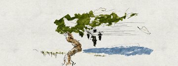 Aquarell und Tusche Zeichnung einer Rebe im Mistral Wind, Blätter fliegen im Wind