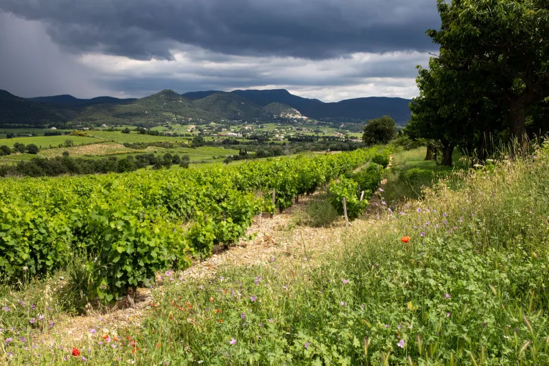 Gewitterstimmung in Rasteau an der südlichen Rhône