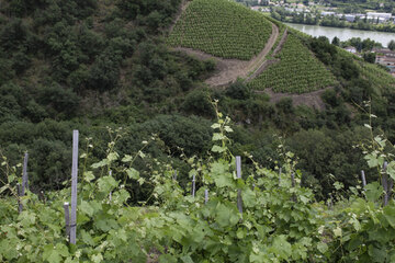 Die steilen Weinberge fallen zur Rhône hin ab.