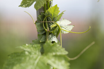 Syrah-Rebe am Pfahl an der Côte Rôtie, nördliche Rhône