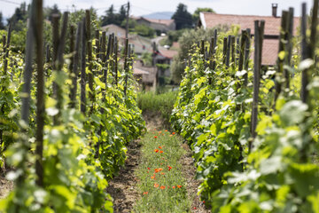 Sonniger Weinberg an der Côte Rôtie - Domaine Burgaud