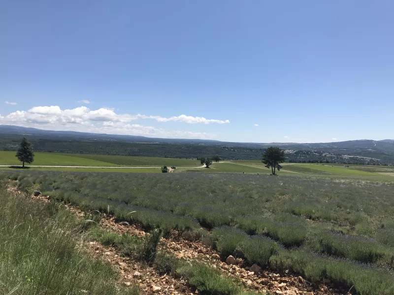 Lavendel oberhalb von Sault