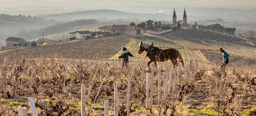 Arbeit im Weinberg mit dem Pferd: keine Maschine komprimiert den Boden. © Etienne Ramousse