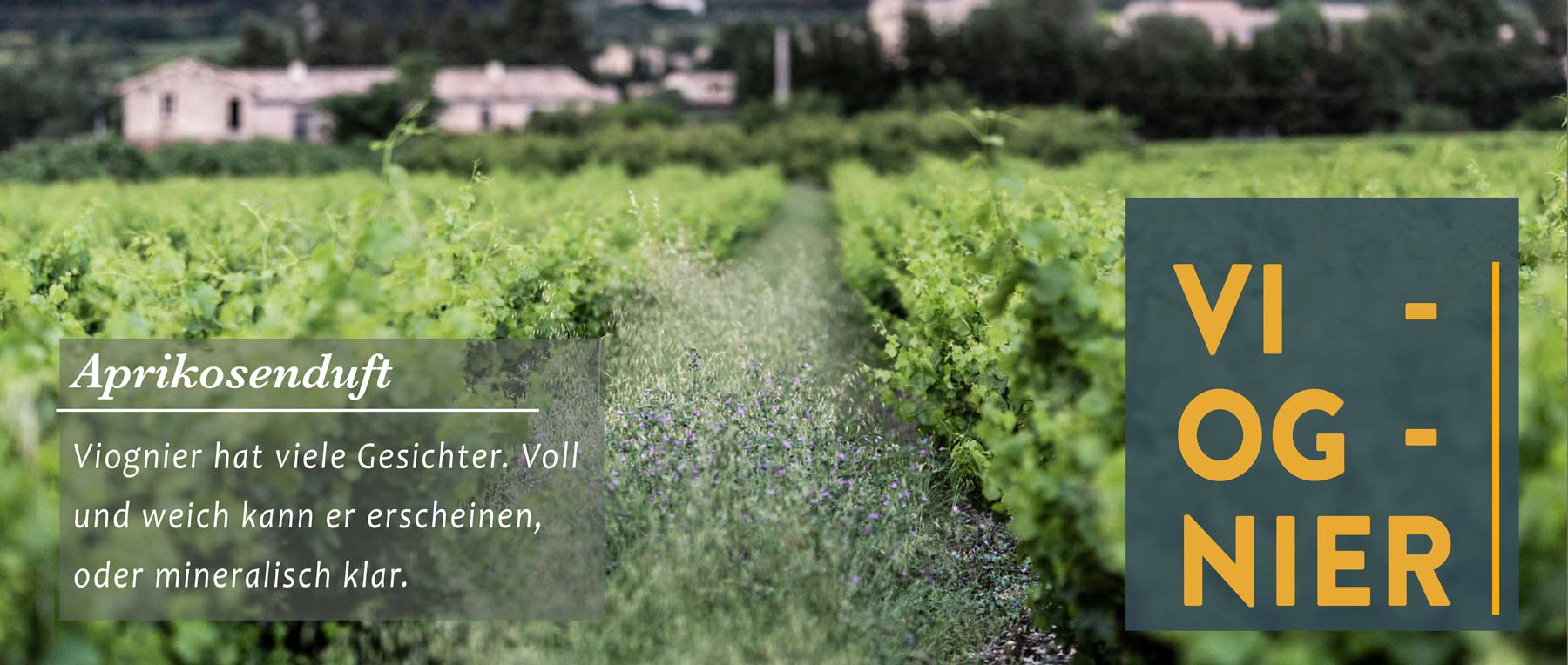 Viel Sonne und Wärme braucht Viognier, um seine Klasse zu entfalten